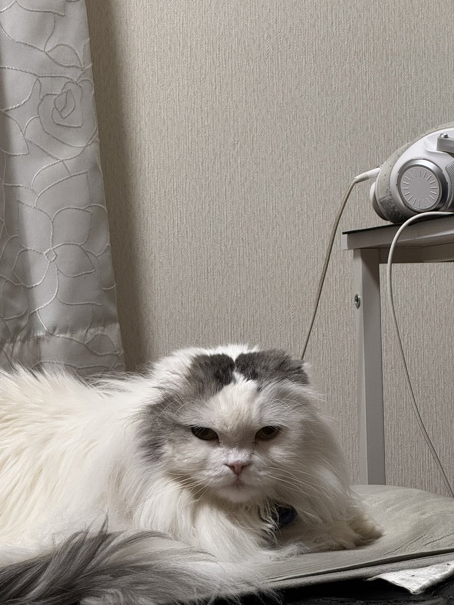 miityabo's tweet photo. ゲームできんじゃないか！！ https://t.co/FRf2tt4PKg