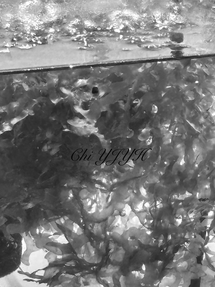 Chi YJYh tweet media