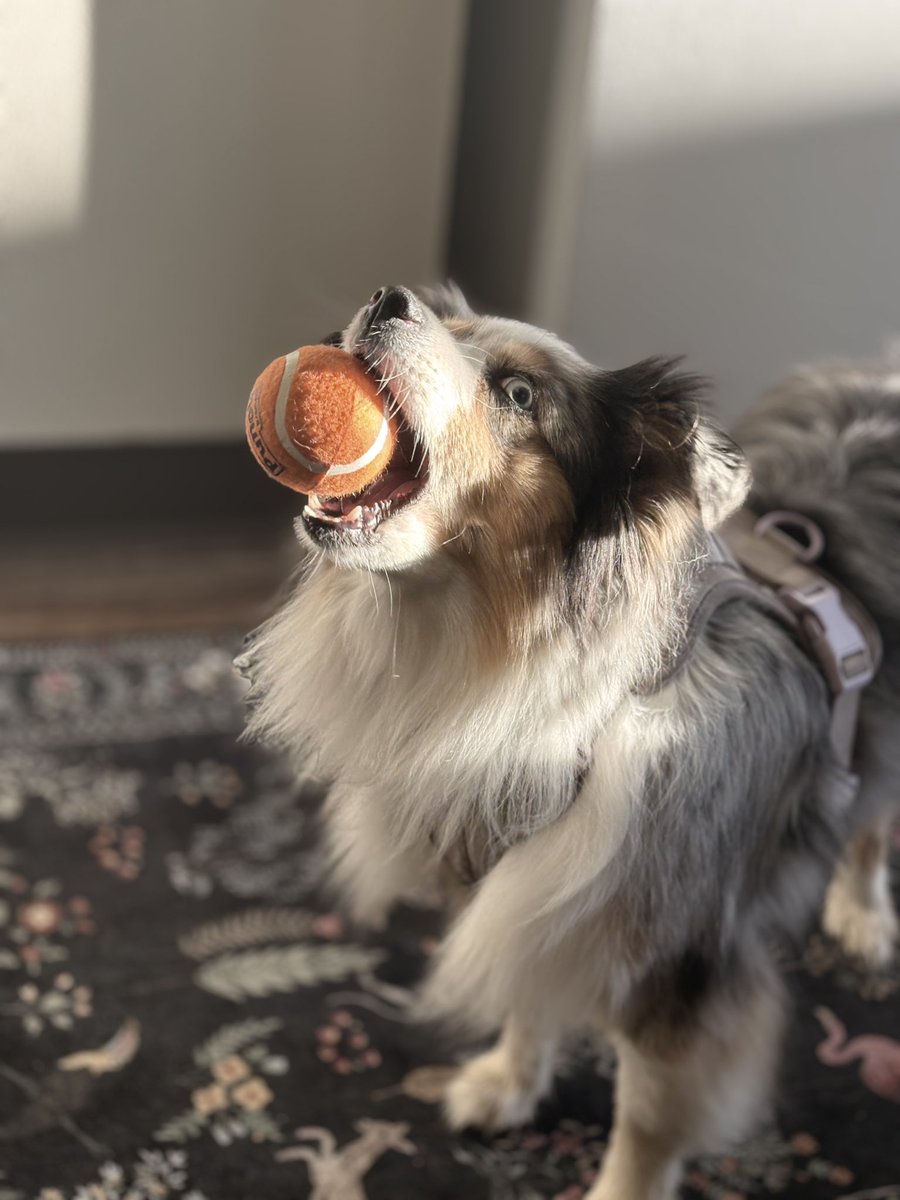 Kitkat_cashhh's tweet photo. sweet zelda 🤍 we got a dog !! surprised my gf w her dream dog and now we have a lil family 🥰 https://t.co/hSGw6B09d9