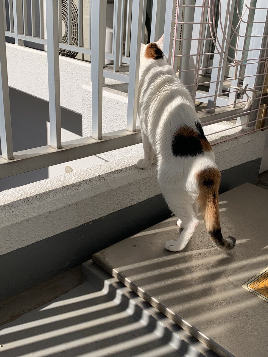 ichi_heart's tweet photo. 話題のアライグマヘアーになった🦝
#ねこ #cat #アライグマヘヤ #アリサ・リュウ https://t.co/7Hwx2ig3mW