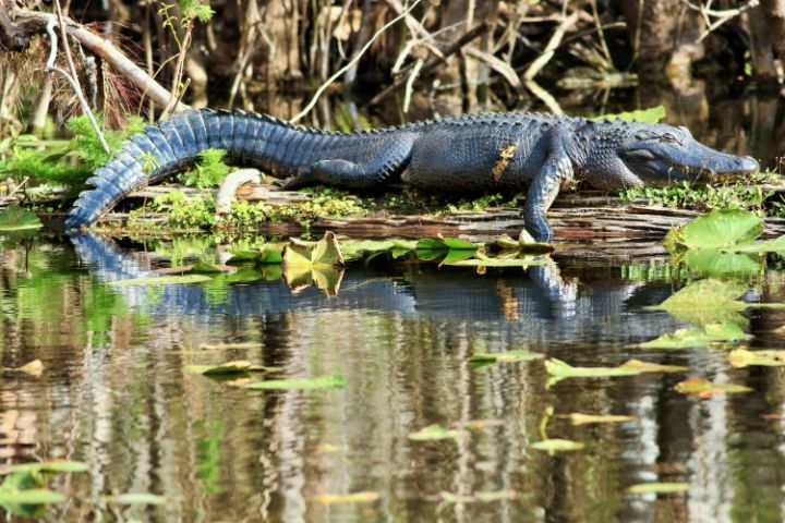 Michiale Schneider Carney tweet media