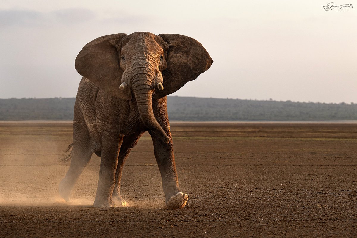 Mohan Thomas tweet media