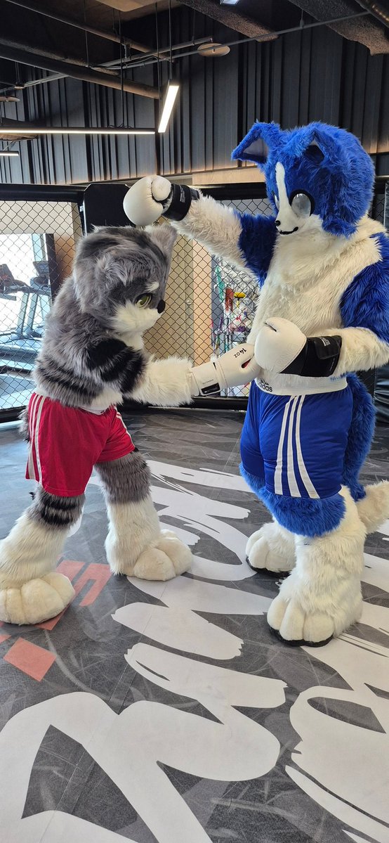 Samuel Vesper😾🥊+ Coodinal😺🪄🔜以茶會毛26 tweet media