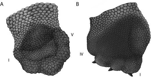 Ausarchosaur tweet media