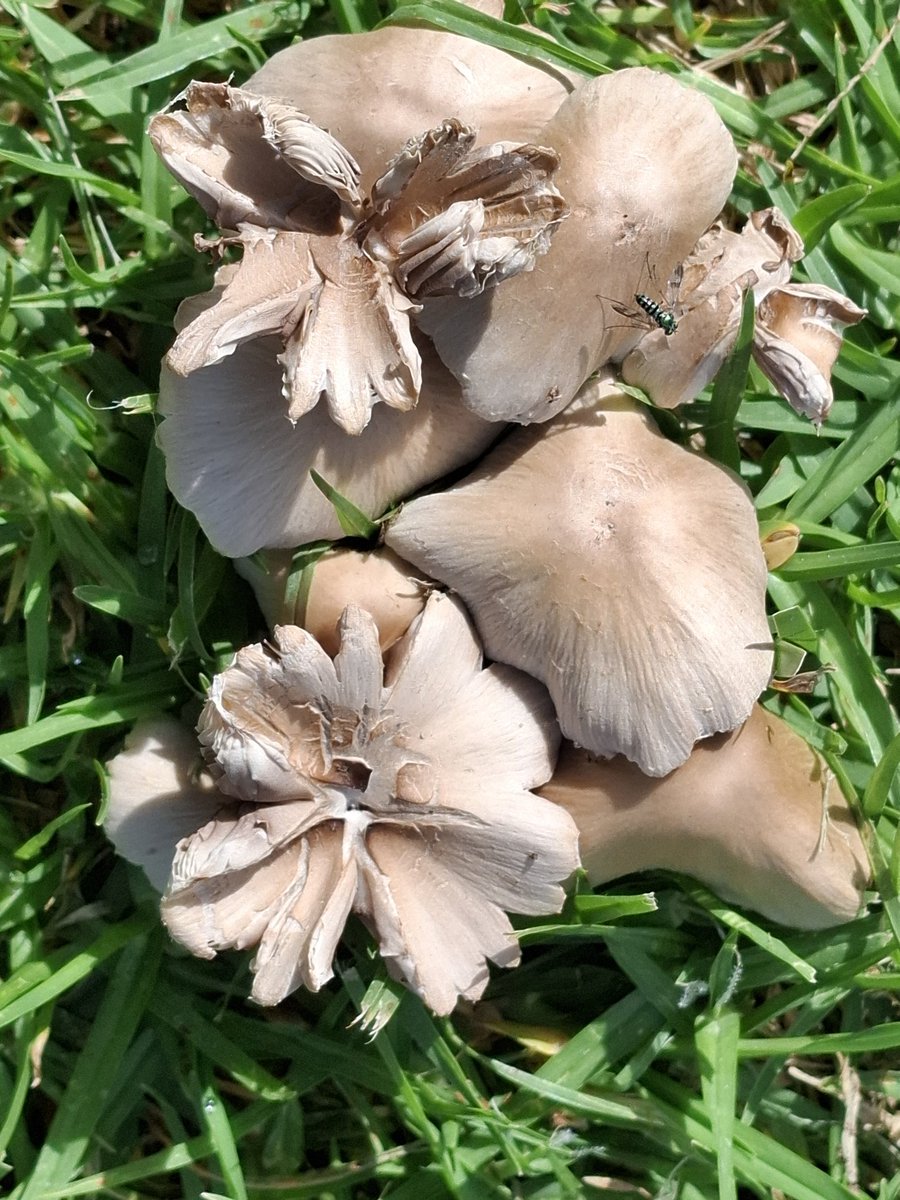 Caora Dhubh tweet media