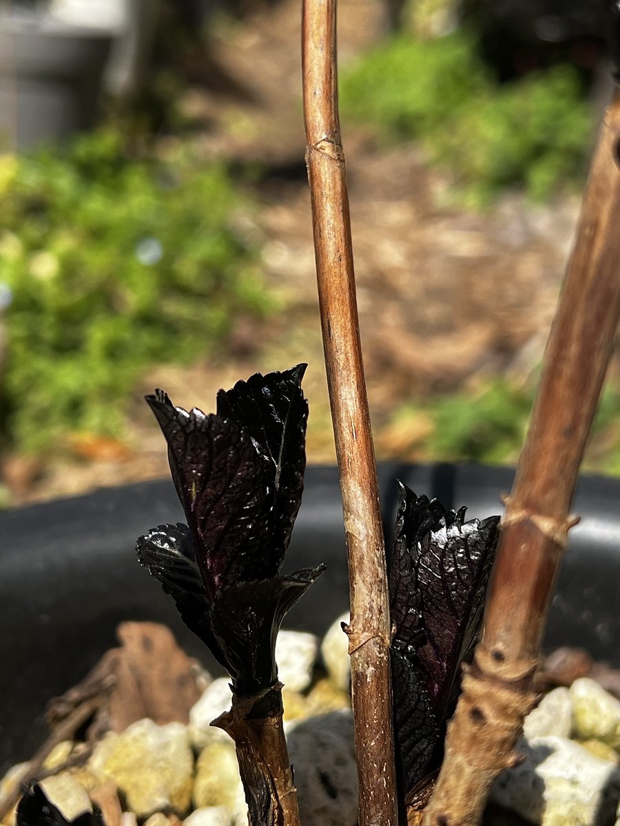 もももぐら tweet media