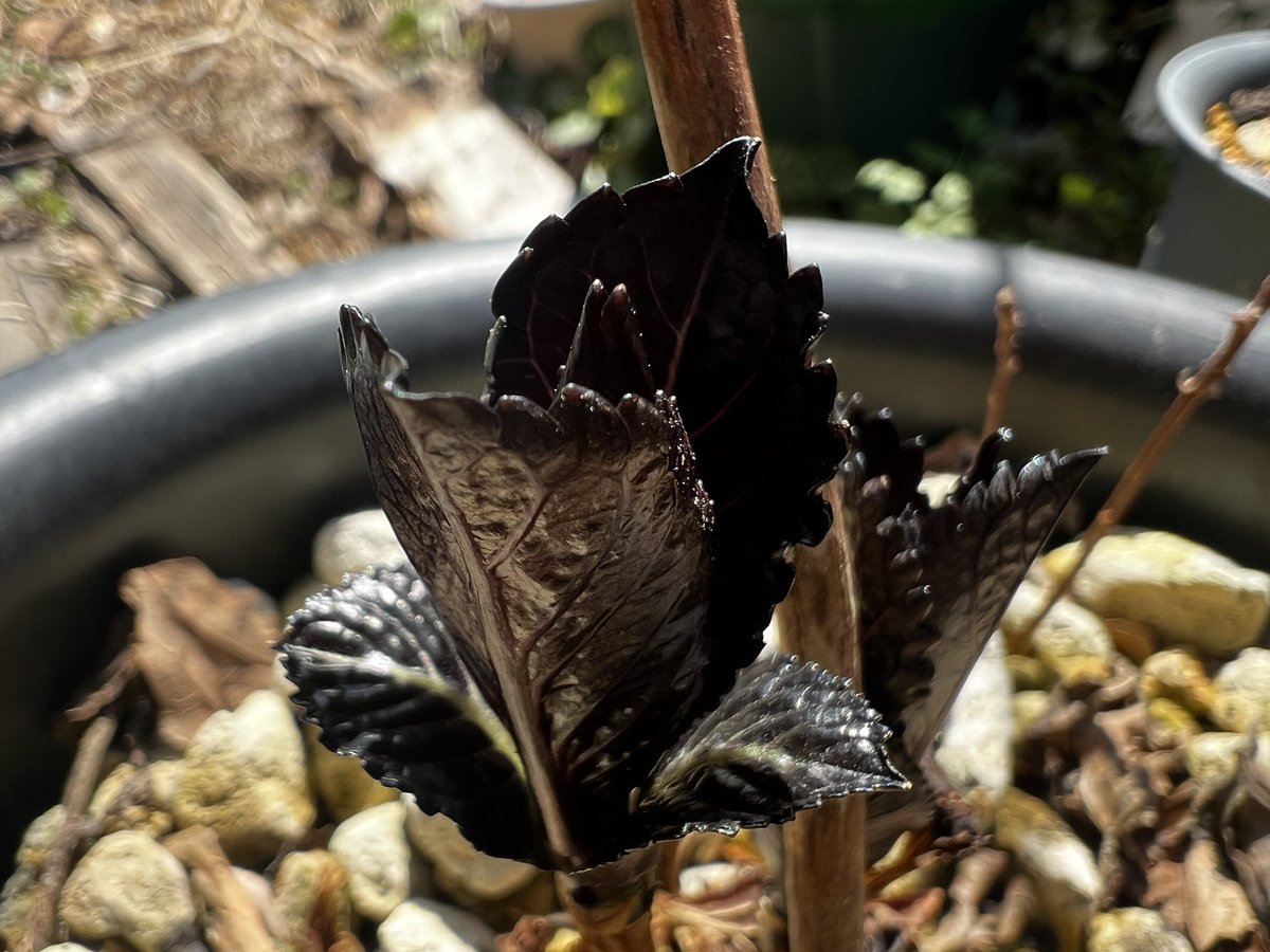 もももぐら tweet media