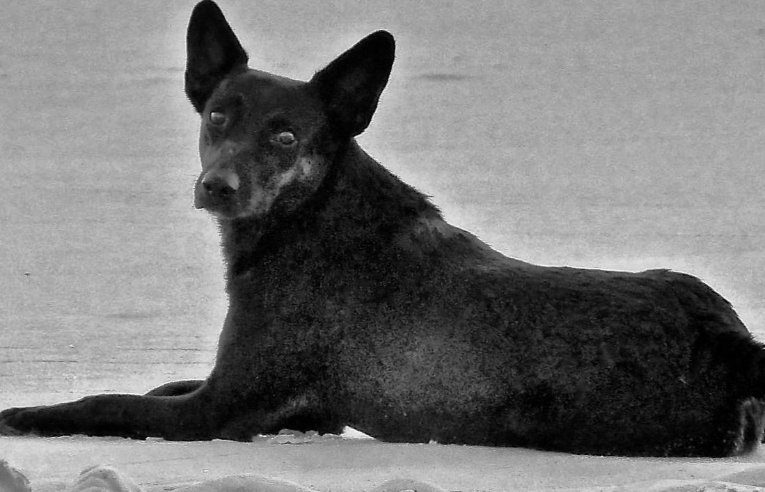 NÃO VOU DEIXAR o que aconteceu com Orelha cair no esquecimento. A dor e a crueldade que ele sofreu não podem ser apagadas pelo tempo nem pela indiferença.
Cada lembrança é um pedido de justiça. Cada voz levantada é um compromisso com todos os animais.

#JustiçaPorOrelha