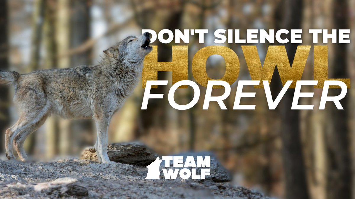 Team Wolf tweet media