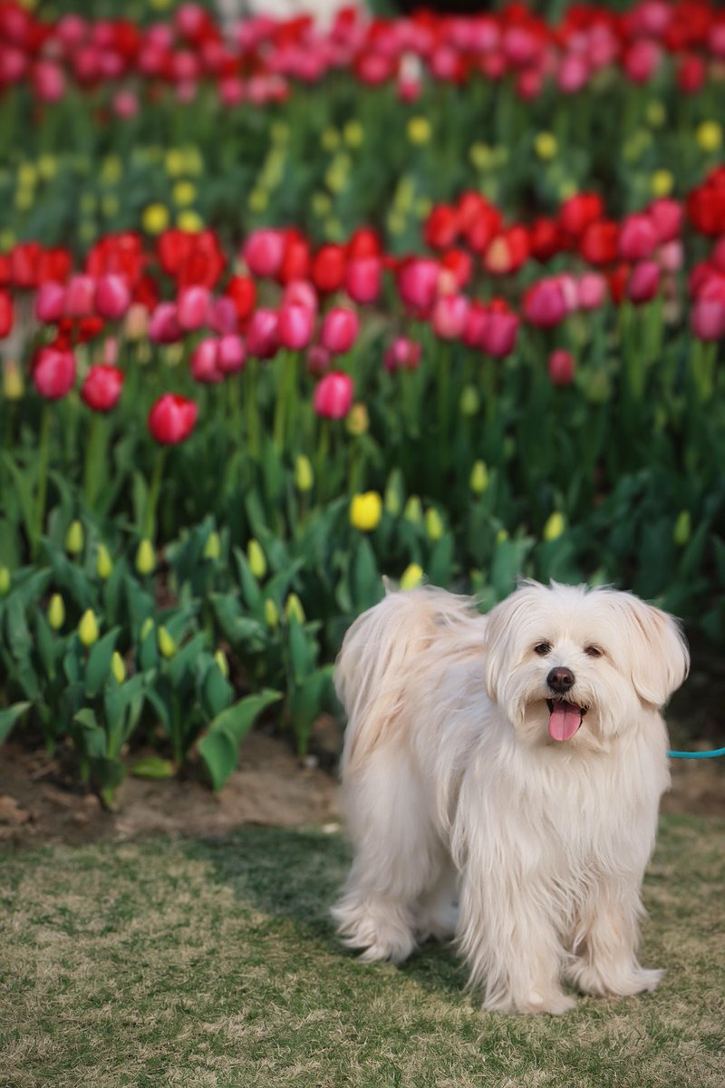 voiceofthecanal's tweet image. Spring has officially arrived in #Jiaxing! 🌷 The #tulips at Yaojiadang are putting on their annual color show. 📷
#flower #spring #SpringVibes