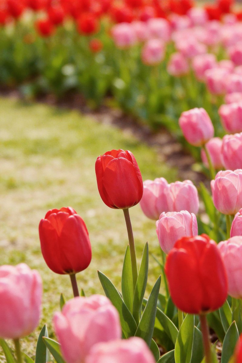 voiceofthecanal's tweet image. Spring has officially arrived in #Jiaxing! 🌷 The #tulips at Yaojiadang are putting on their annual color show. 📷
#flower #spring #SpringVibes