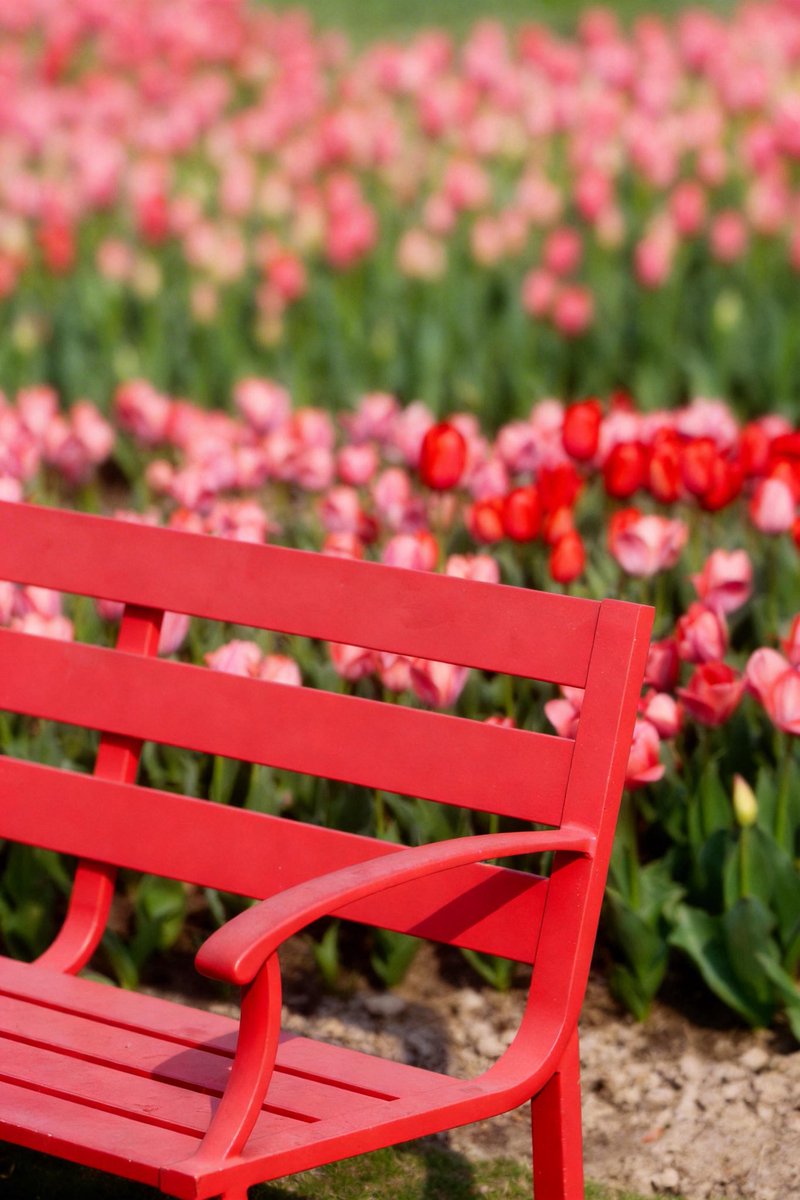 voiceofthecanal's tweet image. Spring has officially arrived in #Jiaxing! 🌷 The #tulips at Yaojiadang are putting on their annual color show. 📷
#flower #spring #SpringVibes