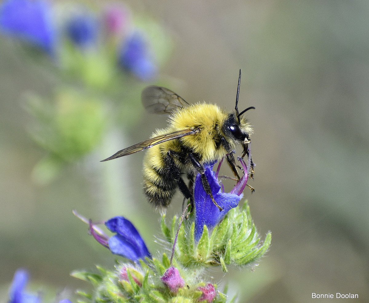 BonnieDool5t's tweet image. Today’s  Bee  #NaturePhotography #bees