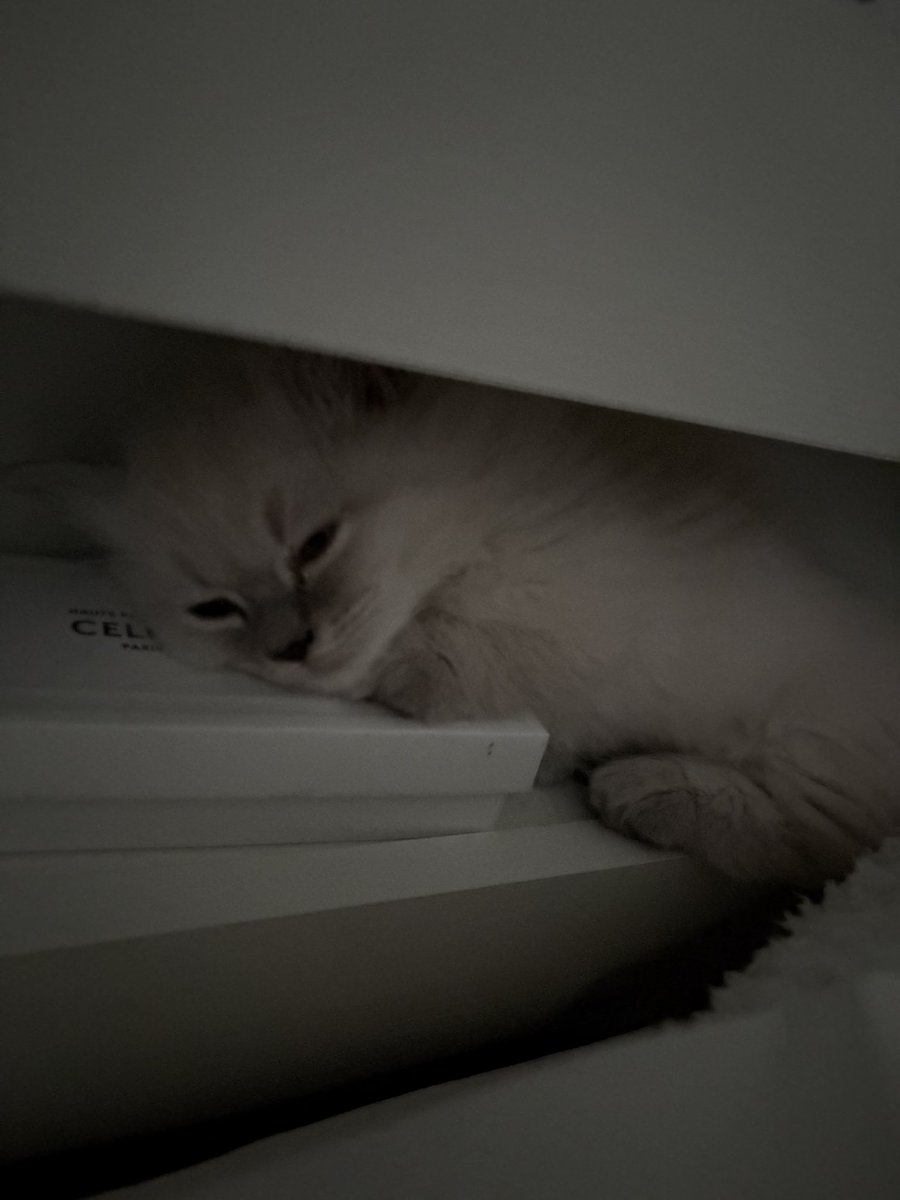 der0109's tweet photo. 間ね寝る猫 https://t.co/sKFr5o0S2Z