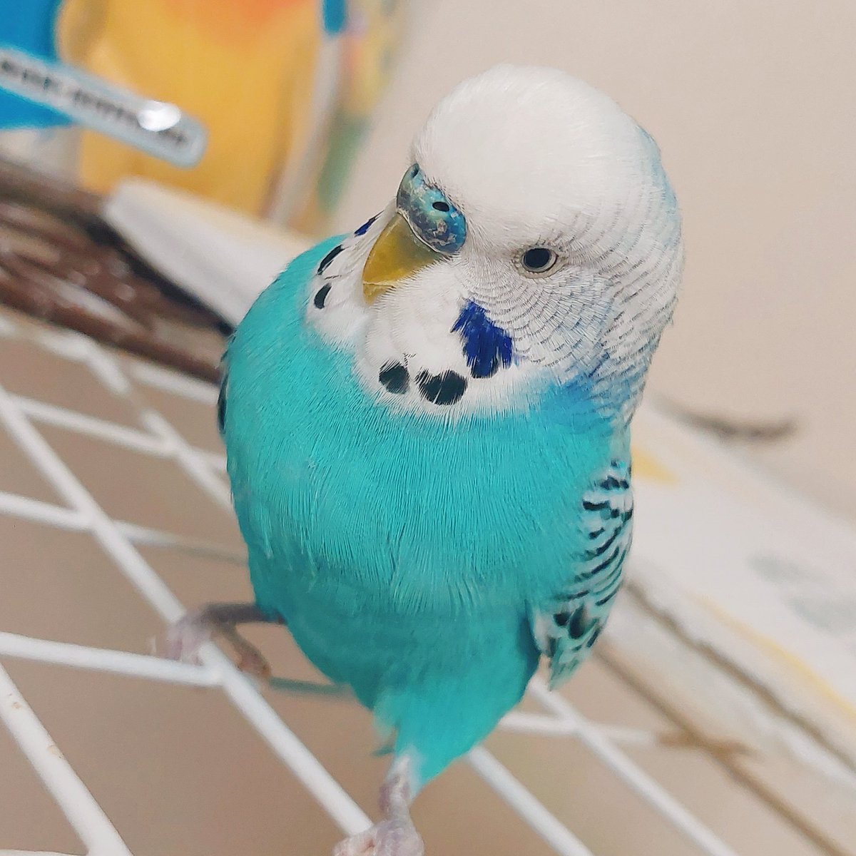 初期のポケモンみたいなコロン?❤ みずタイプ、つつくが得意、水浴び 