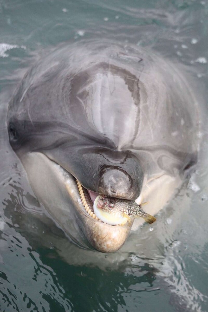 ライブドアニュース tweet media