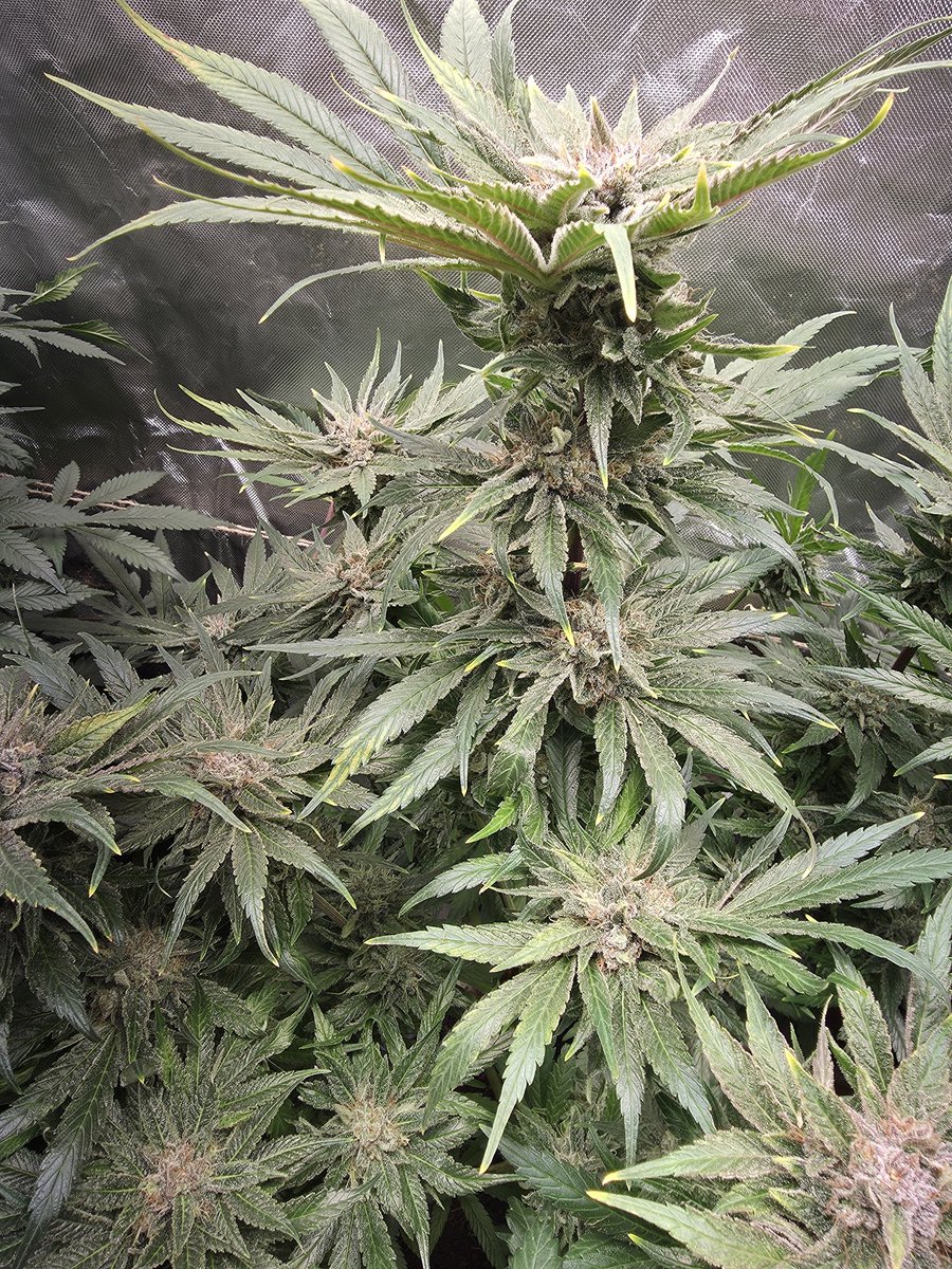 614Grower tweet media