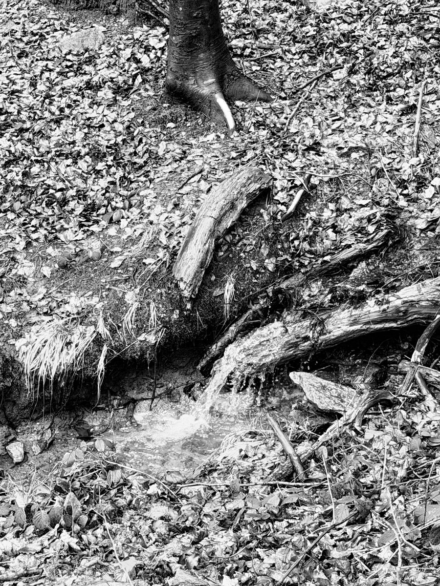 Alonein43672278's tweet image. #photography #blackandwhite #countryside #creek