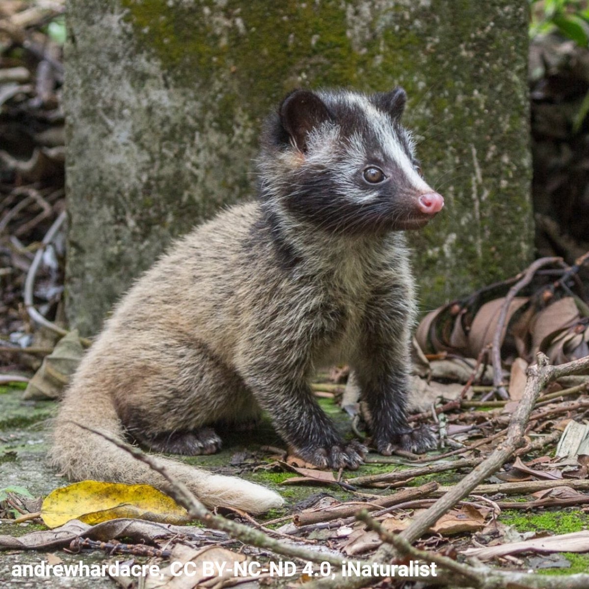 American Museum of Natural History tweet media