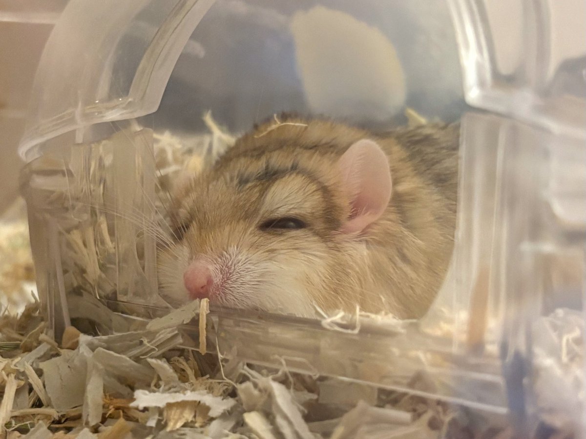 ぷち🐹🐭 tweet media