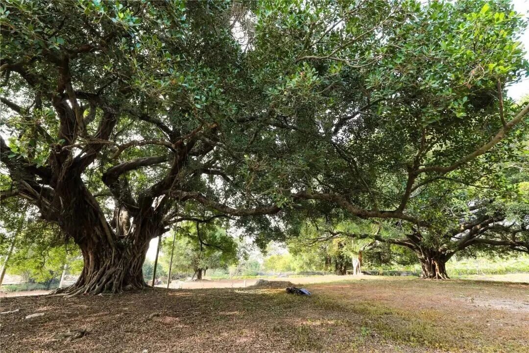 thisisGBA's tweet photo. #Shantou |💚Rooted in time, rooted in community 
🌳Shantou’s ancient trees—over 1,200 years old—stand as living history. 
Protected, loved, and teaching generations about nature & heritage.

Take a look 👇
https://t.co/SaB3ZOYqsn

#AncientTrees #Guangdong #LivingHeritage #NatureConservation #Ecology #CulturalHeritage #TimelessBeauty