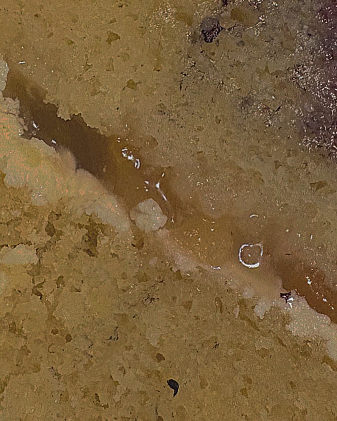 fettucine tweet media