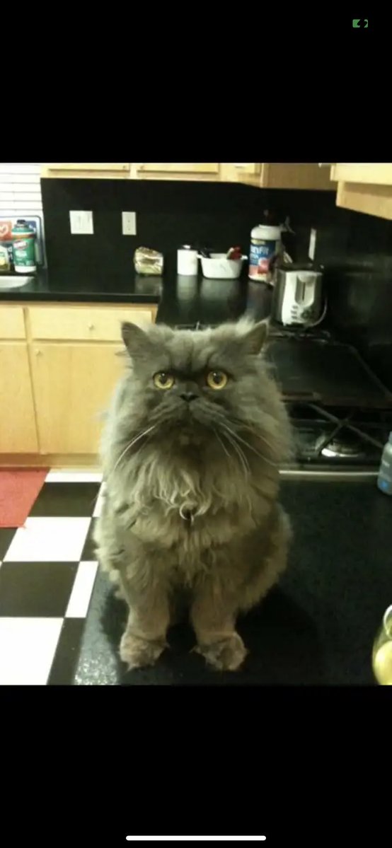 DrMichelleKalehzan tweet media