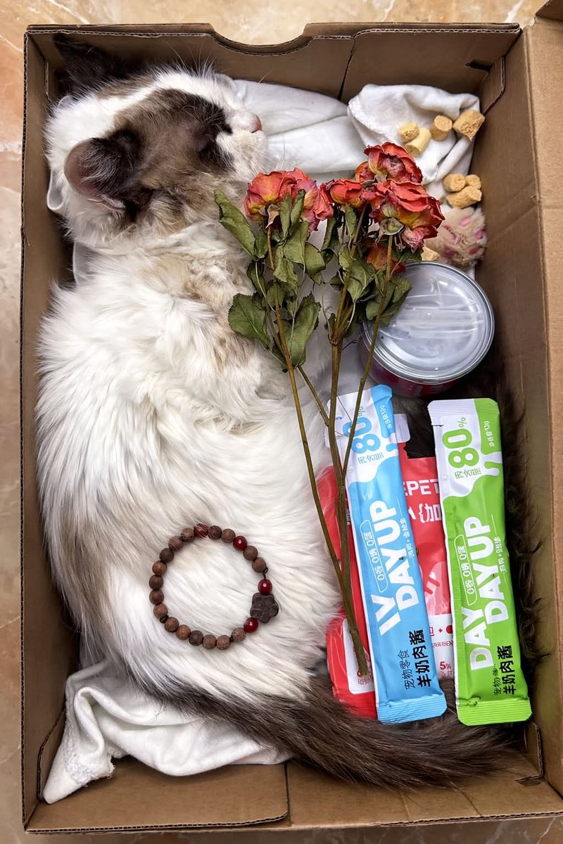 Eliana Alice tweet media