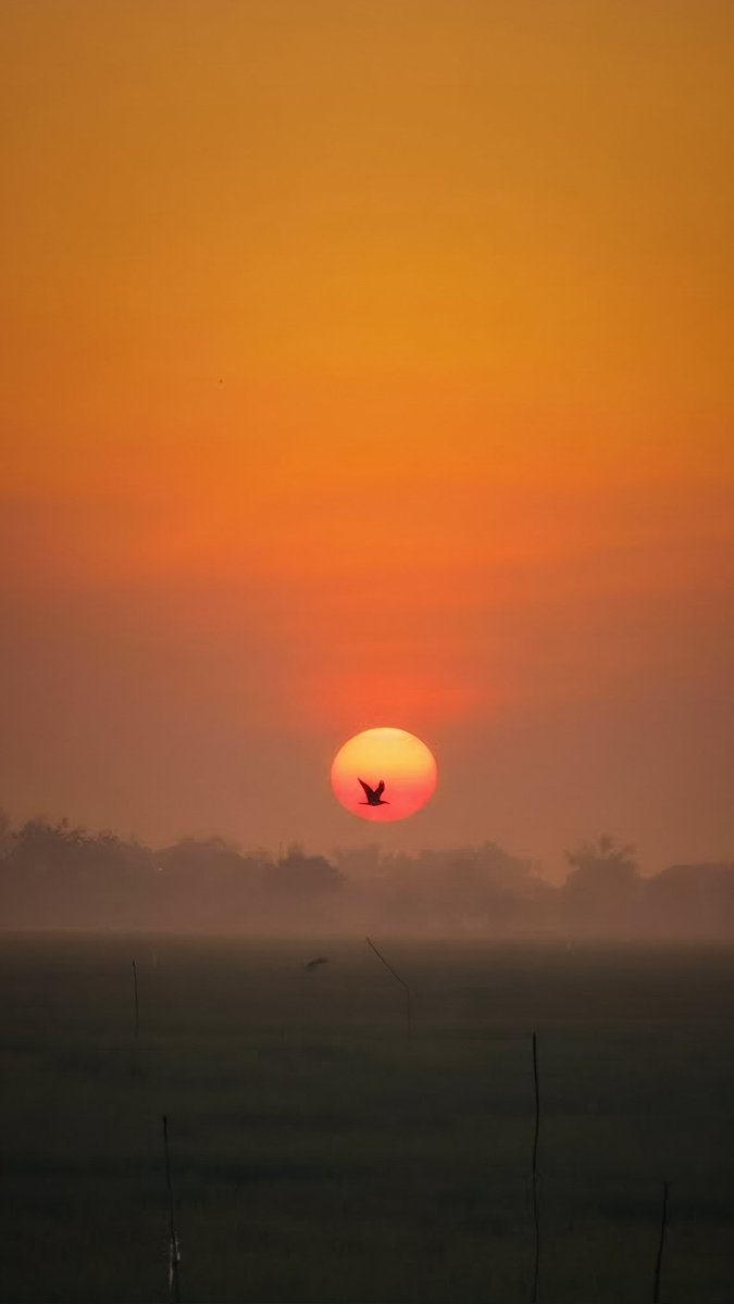 dans 🔰 tweet media