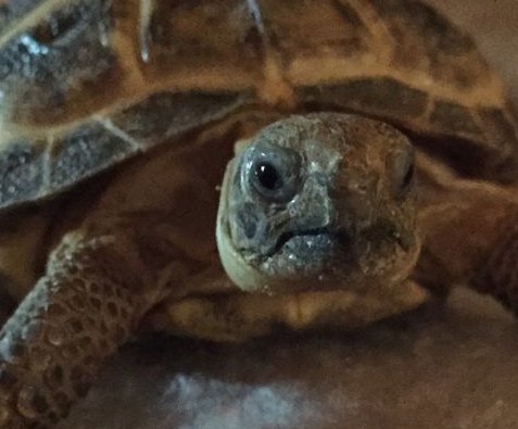 ❄️𓆉 𝒁𝒂𝒔𝒐𝒃𝒐𝒏 𓆉 (OPEN COMMISIONS )❄️ tweet media