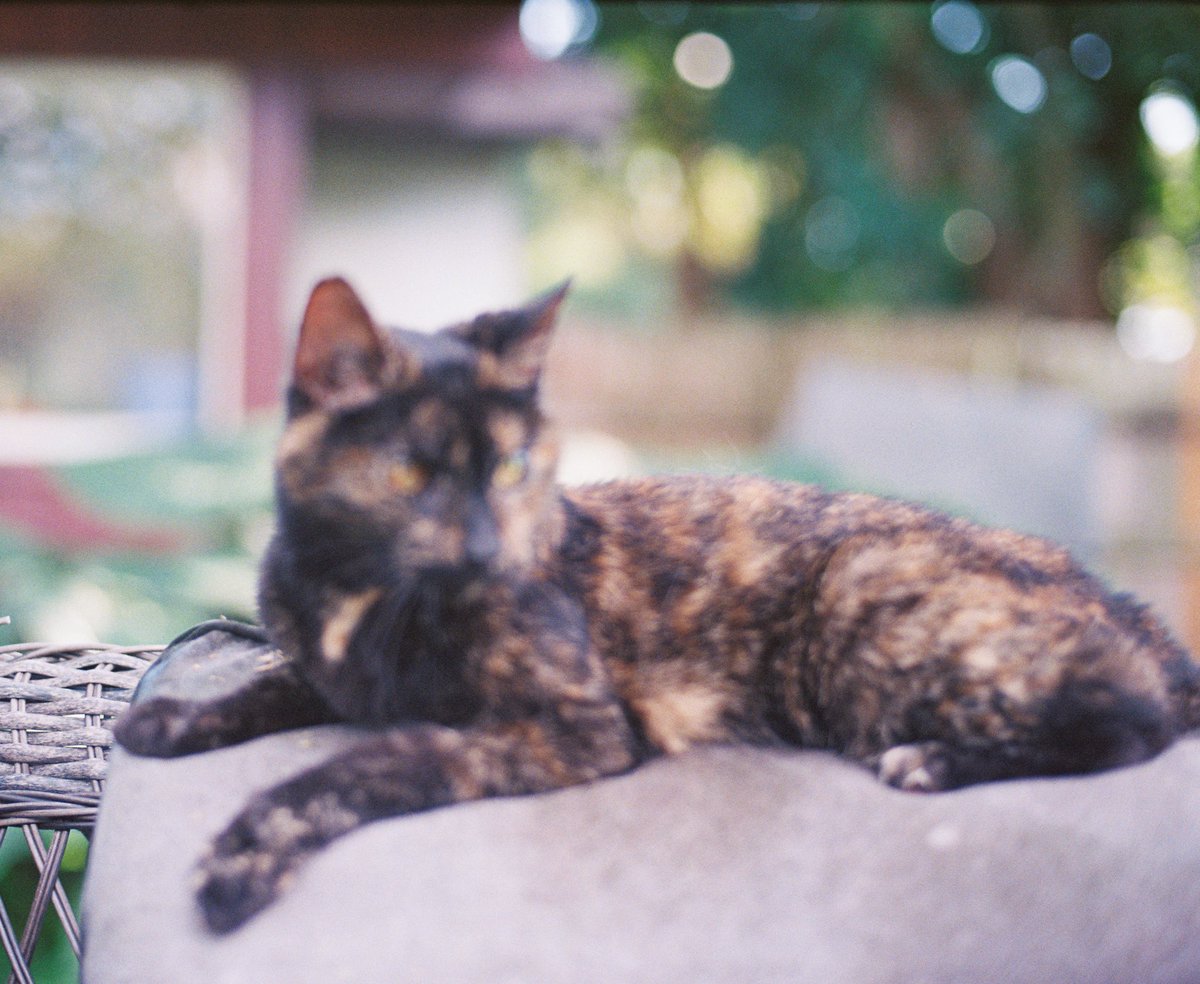 chefmac_'s tweet photo. "Caught this little guy plotting world domination on actual film 📽️😼  
Grain, vibes, and zero regrets. Who else is still shooting analog in 2026? Drop your film cat pics below 👇 #FilmCat #CatsOfX #AnalogPhotography" https://t.co/1zh0QneXgX