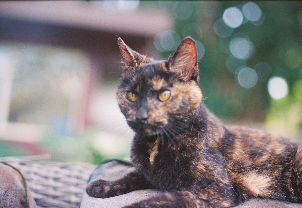 chefmac_'s tweet photo. "Caught this little guy plotting world domination on actual film 📽️😼  
Grain, vibes, and zero regrets. Who else is still shooting analog in 2026? Drop your film cat pics below 👇 #FilmCat #CatsOfX #AnalogPhotography" https://t.co/1zh0QneXgX