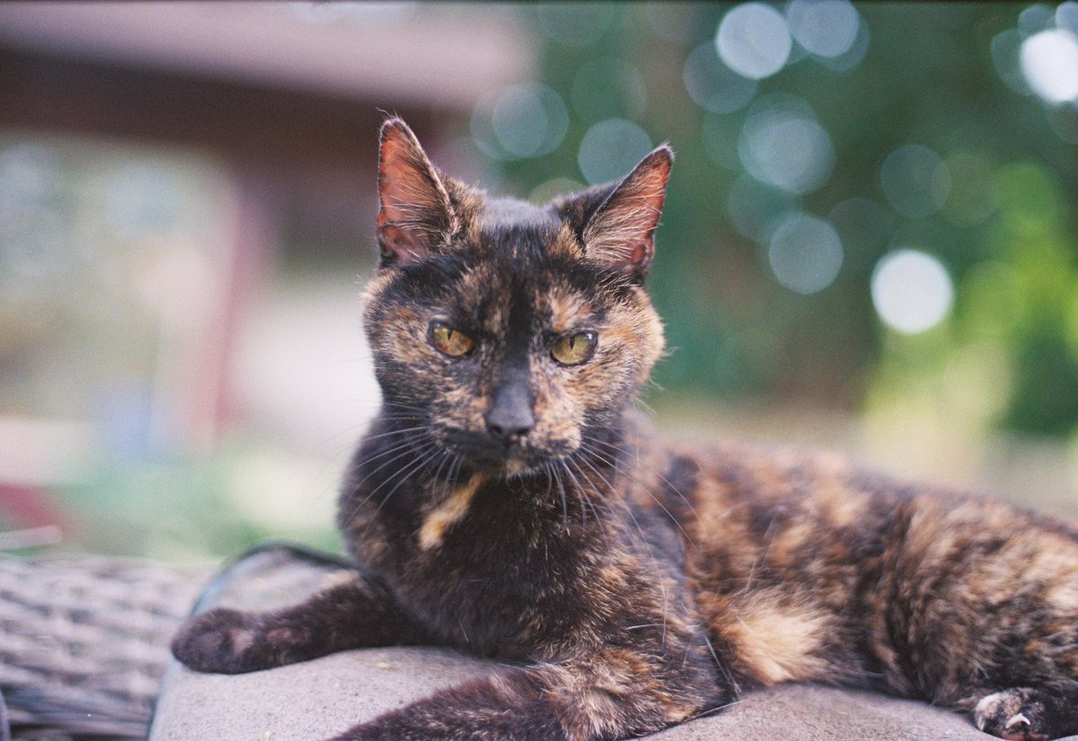 chefmac_'s tweet photo. "Caught this little guy plotting world domination on actual film 📽️😼  
Grain, vibes, and zero regrets. Who else is still shooting analog in 2026? Drop your film cat pics below 👇 #FilmCat #CatsOfX #AnalogPhotography" https://t.co/1zh0QneXgX