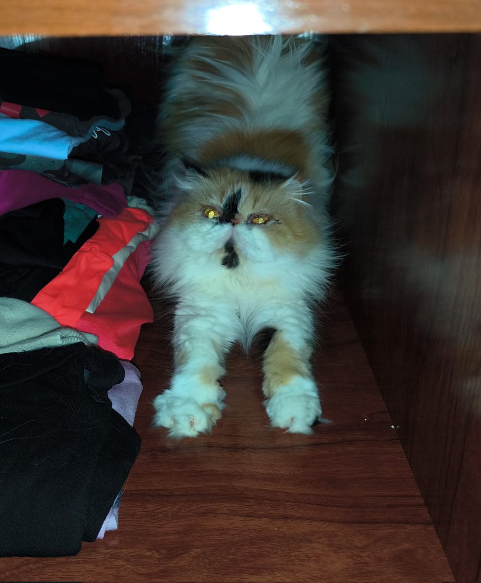 Flor Extraterrestre tweet media