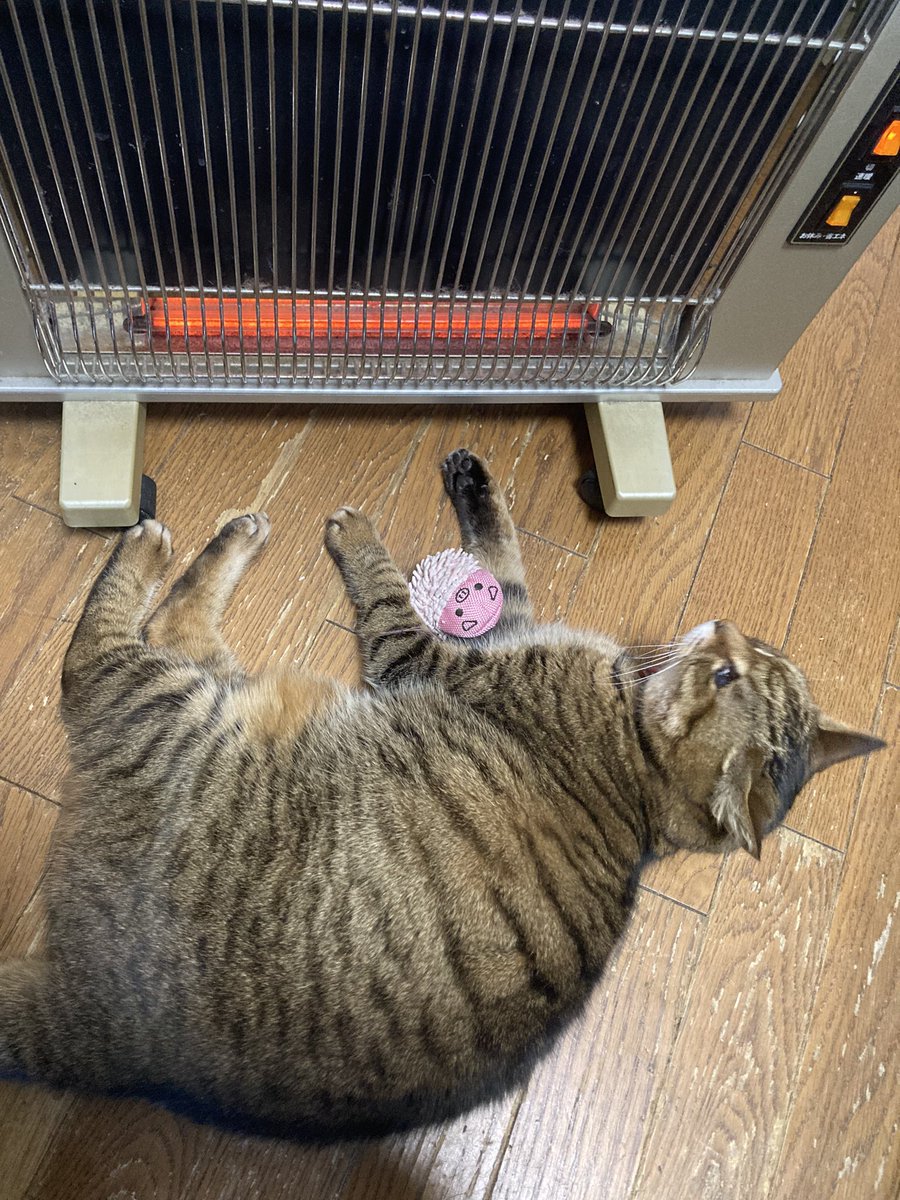 kaz6thlife's tweet photo. 【Greetings】  🌅✨②

Good morning all my worldwide gentle ＆ naive ＆ intelligent but a little funny ＆ pretty strange Ｘfriends❣️
How are you doing❓I'm relaxed watching the #TVPrograms about #DietLive eating #sweet ＆ #coffee as usual❣️

※#国会中継 NHK 衆参両院の本会議や予算委員会など、国会審議の模様を生中継で
https://t.co/ePq3VTP3eX

♥️#Kobecity Japan.
Mar.16th.Mon.09:11'26.