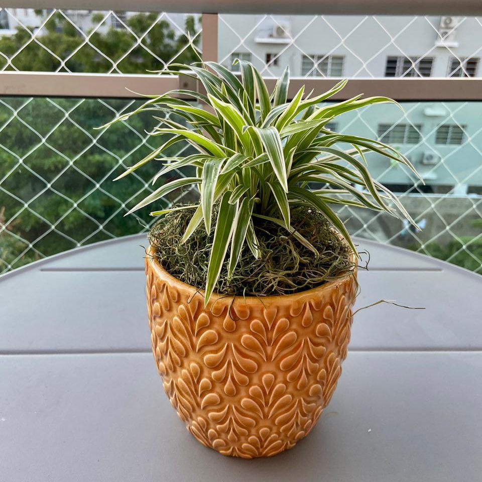 Claudia Sarante tweet media