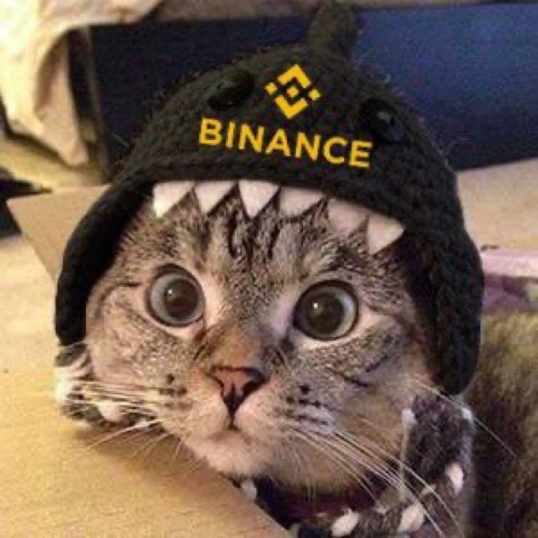 Shark Cat 🦈🐱 tweet media