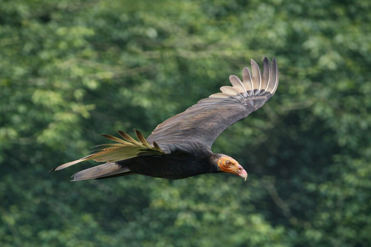 ProfePajarero's tweet photo. Cathartes burrovianus o chulo de sabana. https://t.co/TcX8s9z3cY