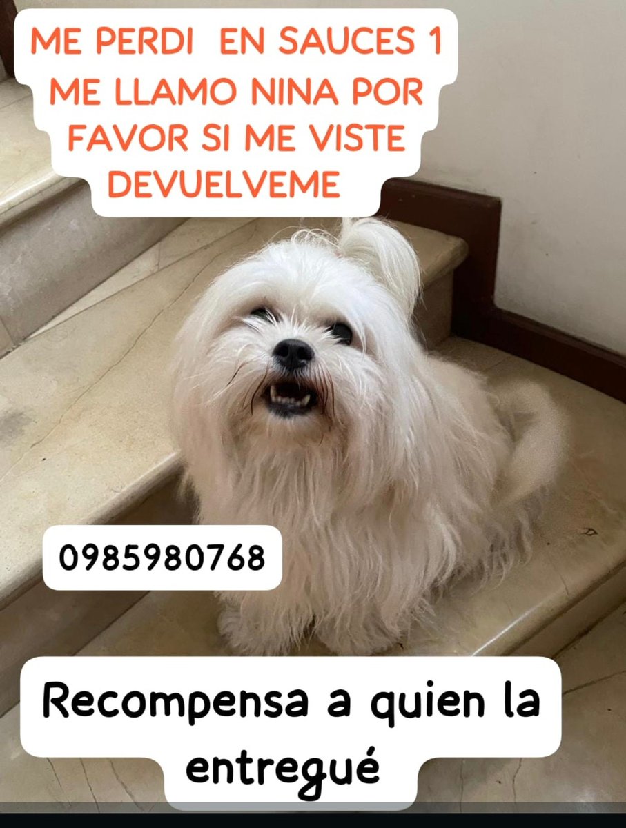 #PerritoPerdido
Ayuden a compartir por favor, gracias
