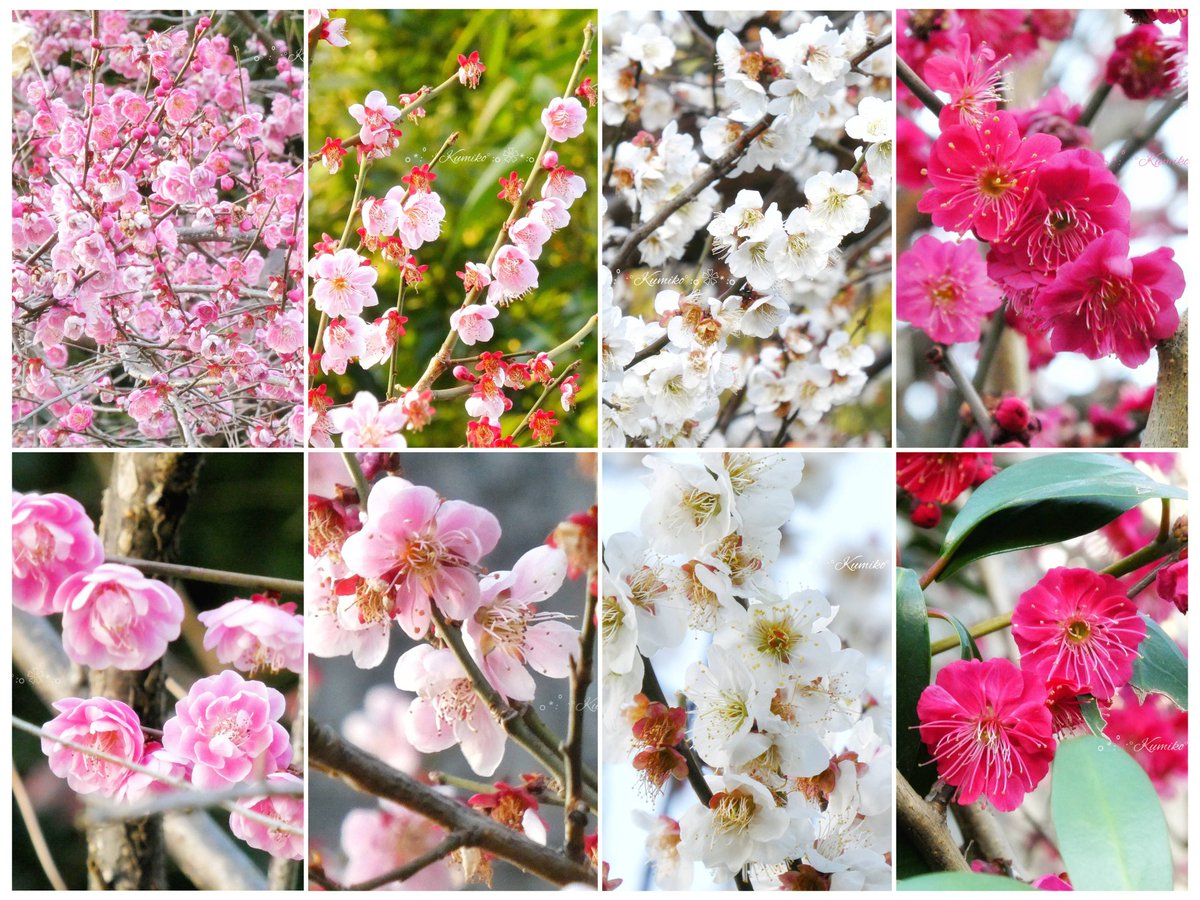 ブルーポピー✿ブルースター tweet media