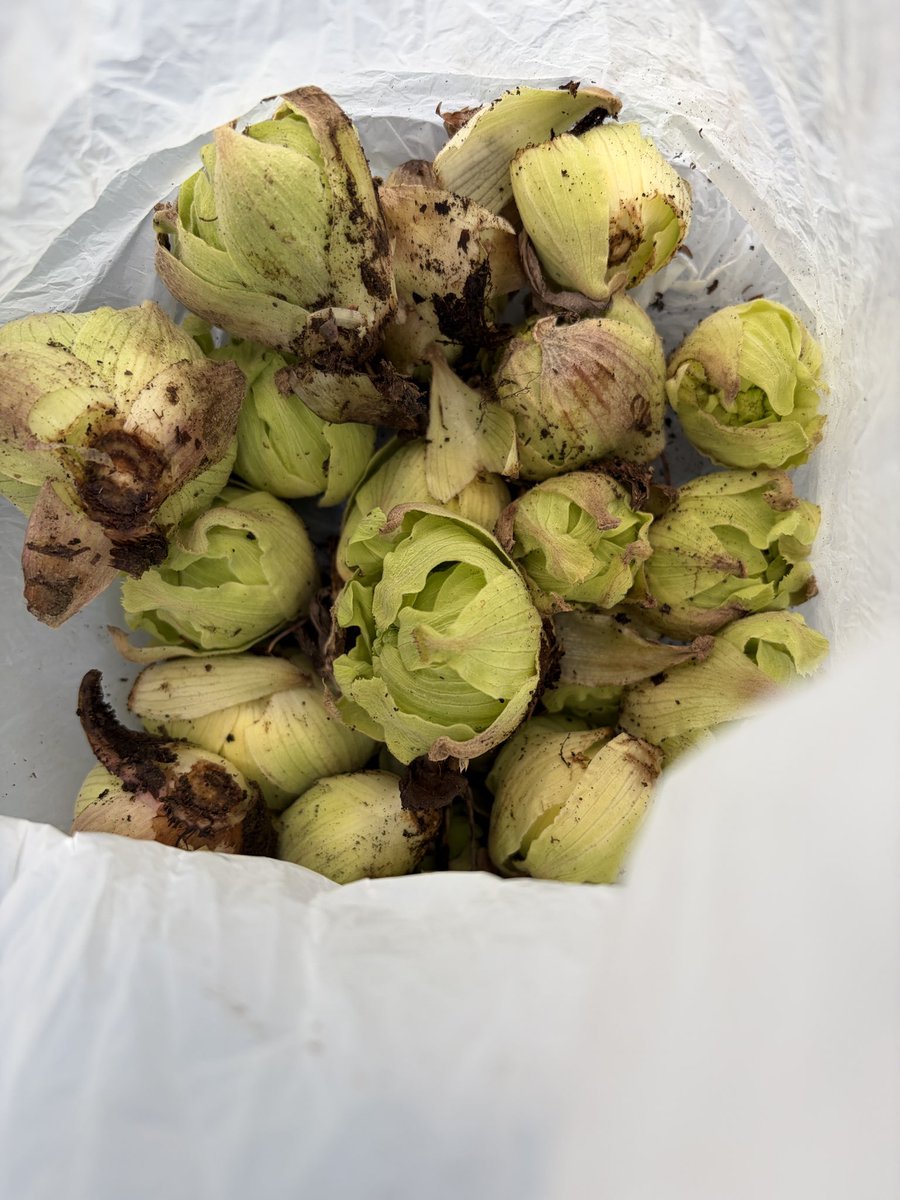 Highbridge tweet media