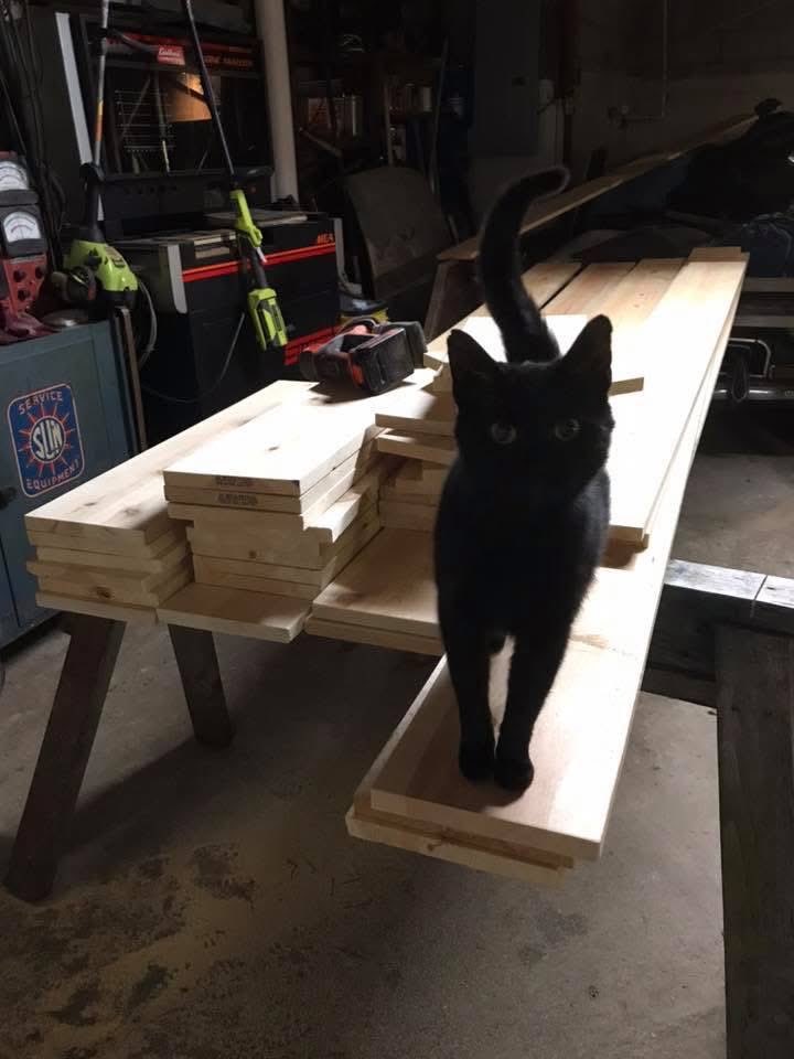 Lily Hankins tweet media