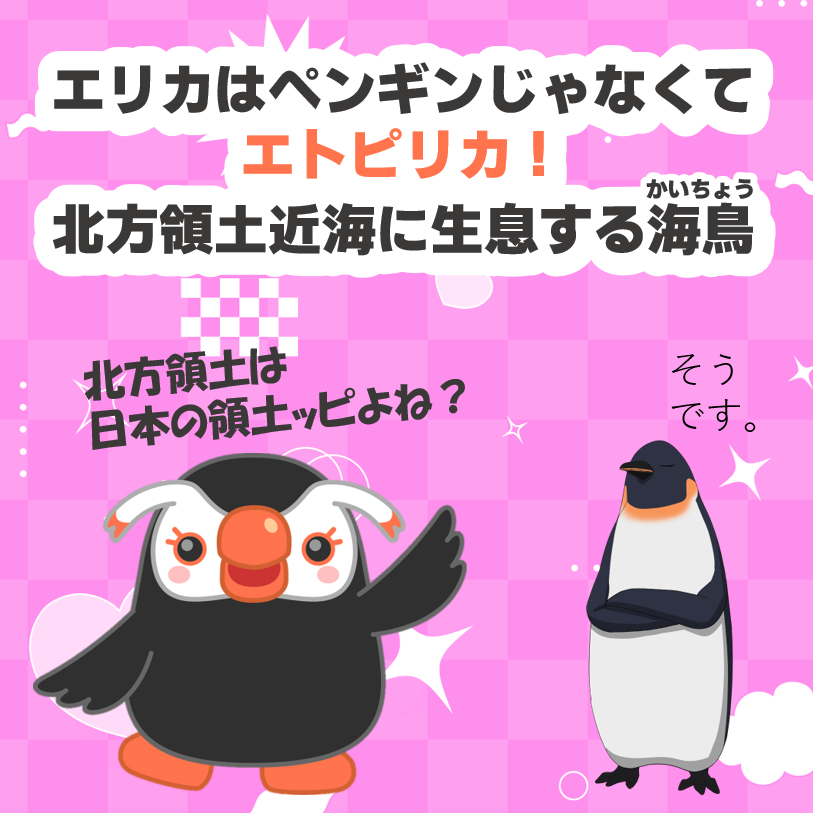 エリカはペンギンさんじゃなくて、エトピリカだッピ！ 北方領土近海に