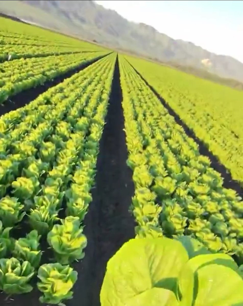 Reconquista tweet media