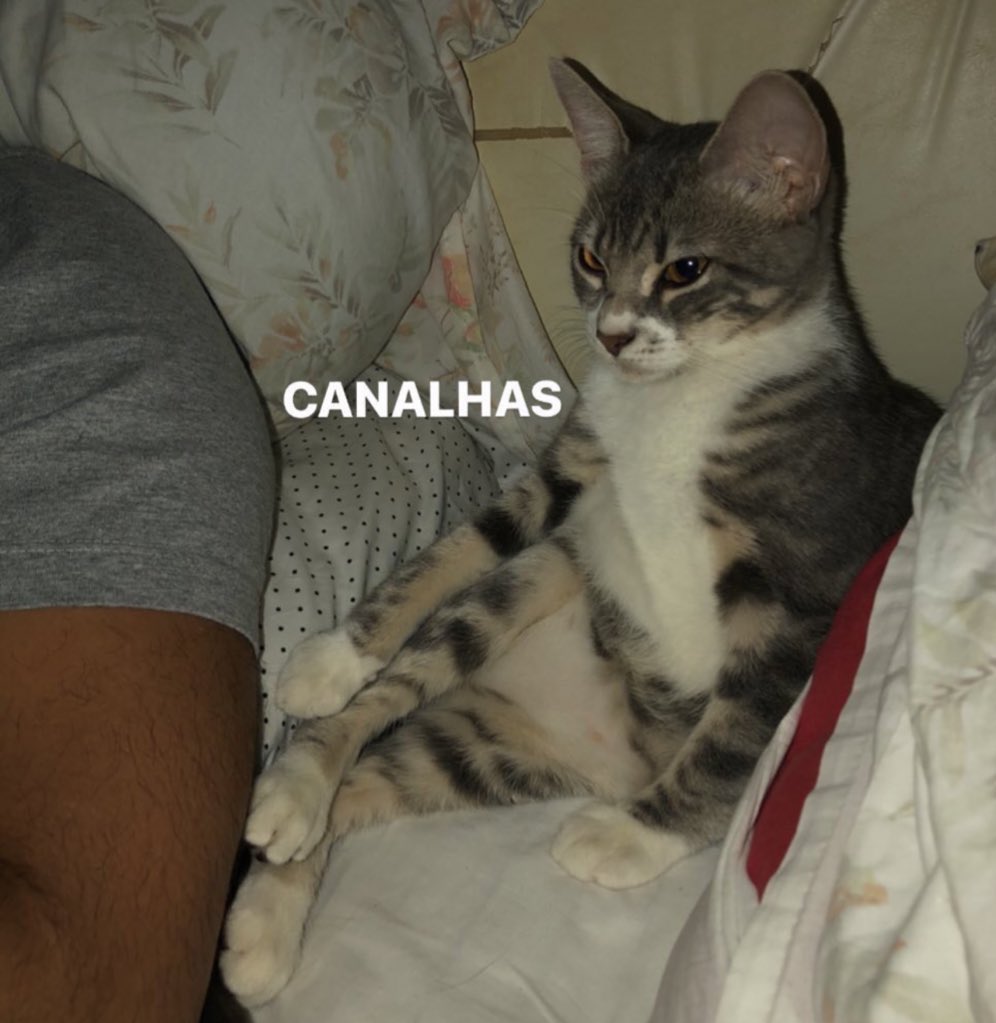 com toda modéstia do mundo a parte, esse é um dos melhores estáticos do nicho GATEIRO do site