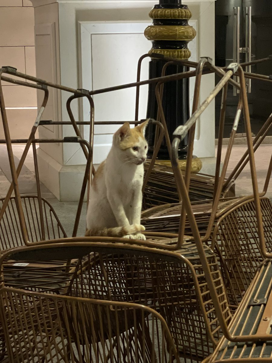 🇸🇦N’ tweet media