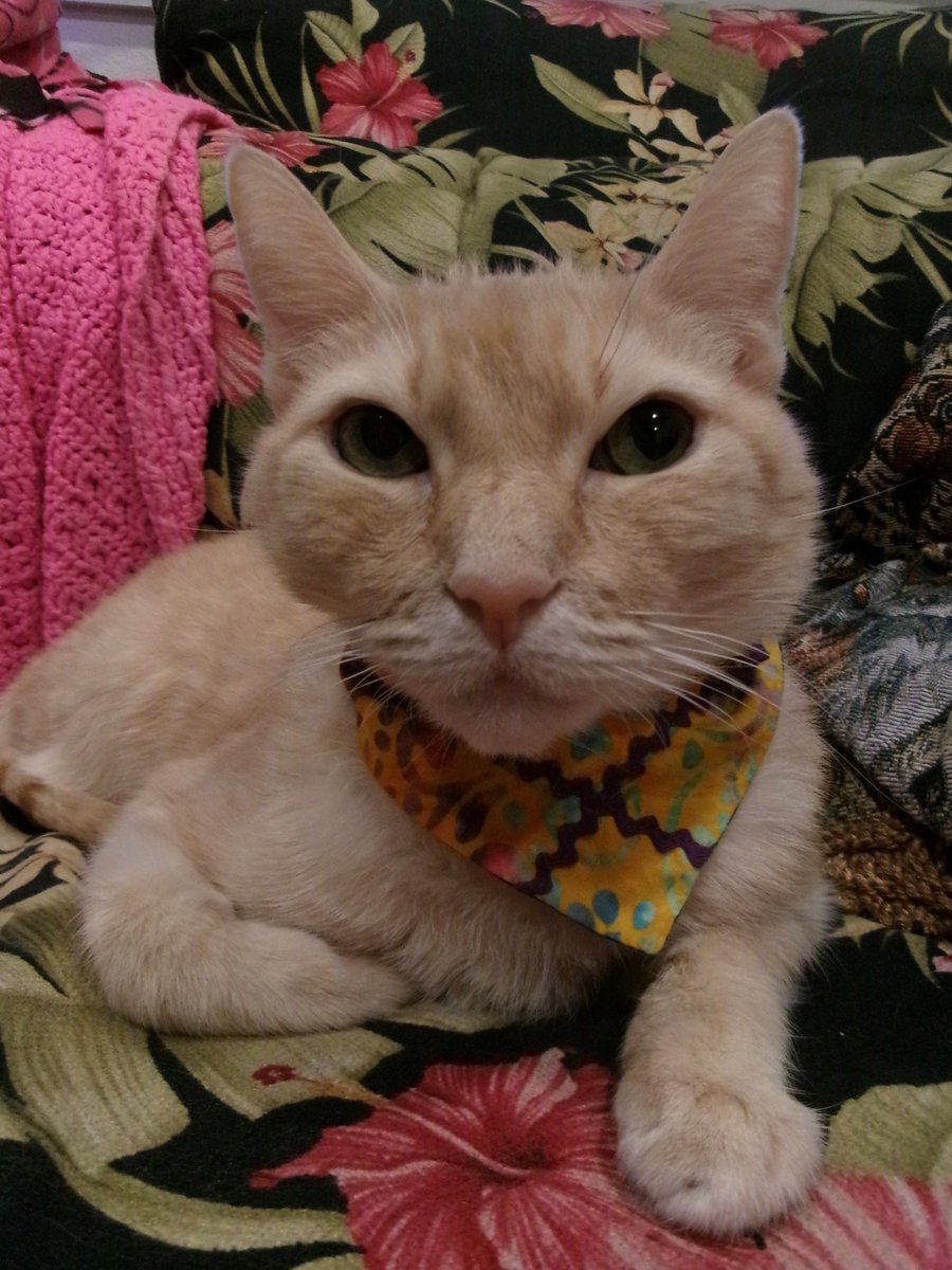 Travis Ford tweet media