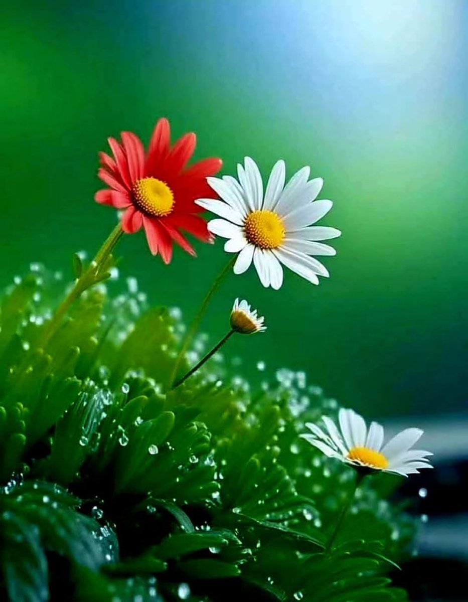 Muhammad Hameed tweet media