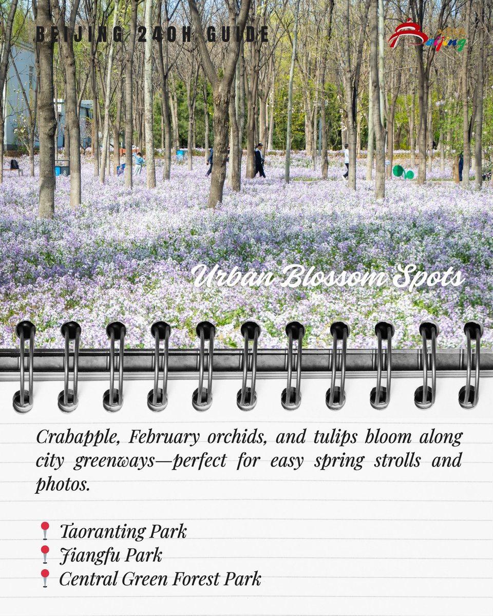 VisitBeijingcn's tweet photo. Spring is in full bloom in Beijing. The Spring Flower Map of Beijing’s Leisure Greenways highlights blossom spots across the city. With China’s 240-hour visa-free transit policy, international travelers can enjoy a spring journey where every step reveals another bloom. https://t.co/5znYs6yJWD