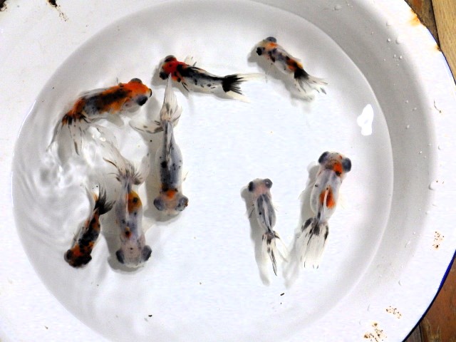 nihashiazuma's tweet photo. 昨夜遅くに竜眼東錦の針仔（画像１、２参照）を30匹、50匹、100匹、200匹に＋α（プラスアルファ：おまけ）を付けたセットでYahoo！オークションに出品開始しました。
（画像４、５が親魚群です。）
当方でも直接購入も可能です。

どうぞヨロシク!! https://t.co/SoTP8hupVF